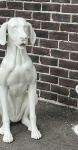 Собака глянец sitting_dog_9010S рис. 7